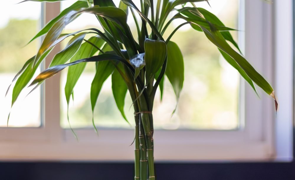 @rhyan.lopes - Capão Raso, Richard Souza-11