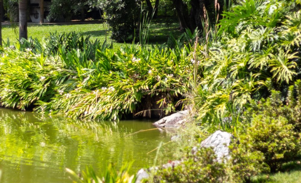 @rhyan.lopes - Pinheirinho, Richard Souza-71