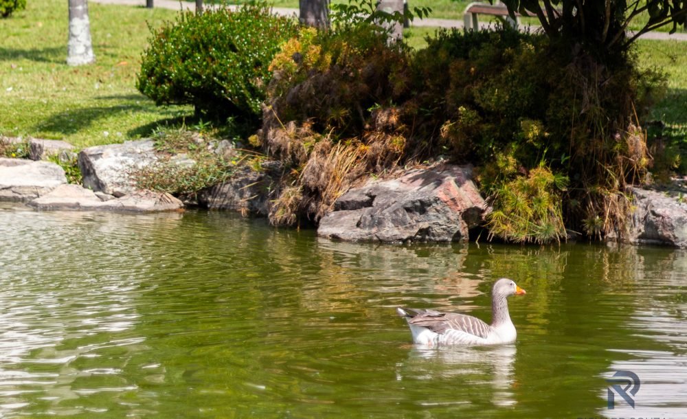 @rhyan.lopes - Pinheirinho, Richard Souza-72