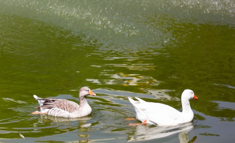 @rhyan.lopes - Pinheirinho, Richard Souza-79